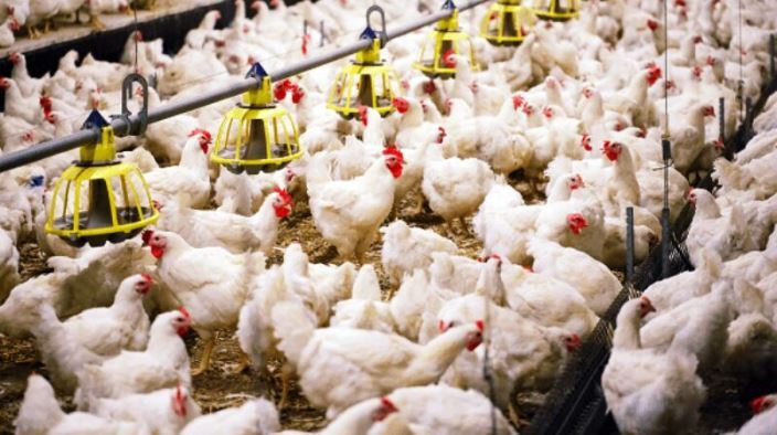 ۱۵ تن مرغ تولیدی زندانیان لاهیجان به بازار مصرف وارد شد