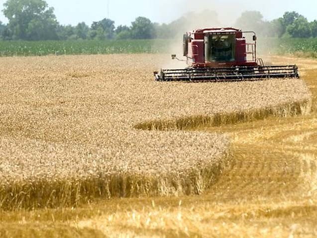 خریداری ۳۴۶ هزار تن گندم در آذربایجان‌غربی