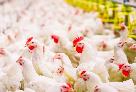 تاکید دامپزشکی سبزوار بر لزوم رعایت اصول امنیت زیستی در مرغداری‌ها