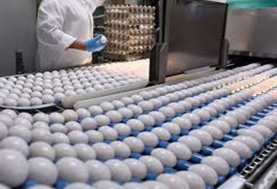 نظارت دامپزشکی طرقبه شاندیز بر تولید و بسته بندی۶ هزار تن تخم مرغ