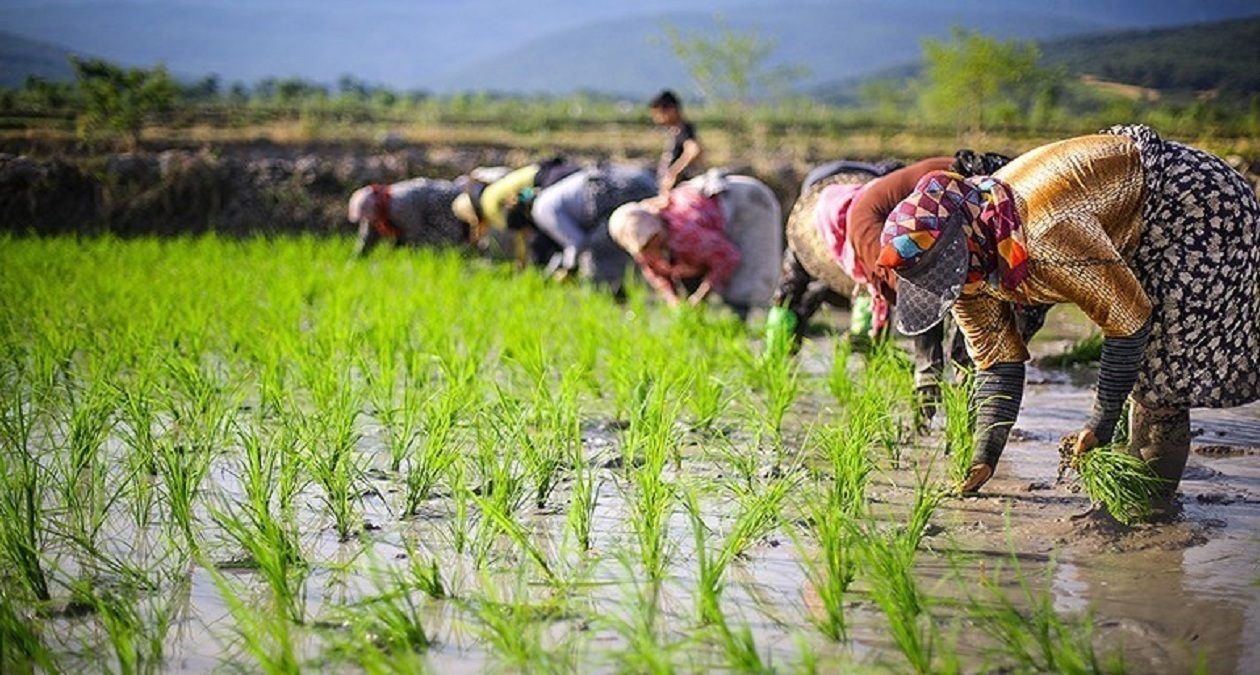 نخستین کشت مجدد برنج در شالیزار‌های ساری