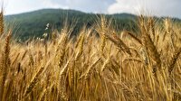 برآورد تولید ۵۵۰ هزار تن گندم در زنجان