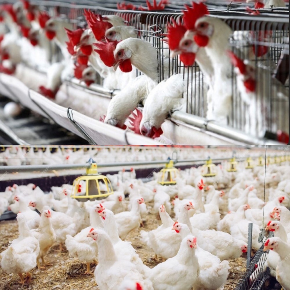 تولید ۱۸۰ تن گوشت مرغ درامیدیه