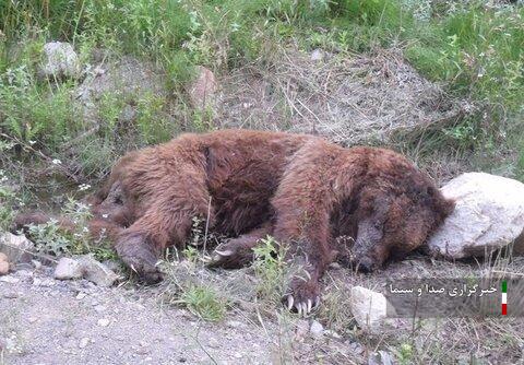 جریمه شکارچی خرس قهوه‌ای در کلیبر