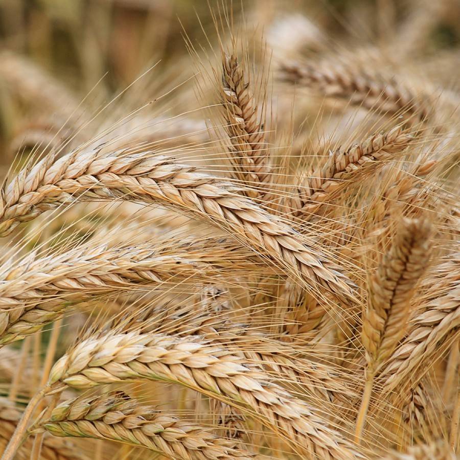 پرداخت مطالبات جوکاران گلستانی از فردا