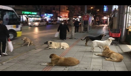 افزایش خظر بیماری هاری در ترکیه