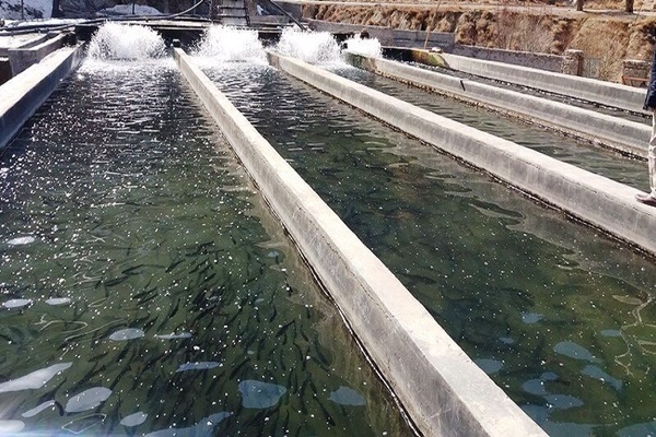 ایجادبزرگترین مزرعه حدواسط پرورش ماهی قزل آلا درطرقبه شاندیز