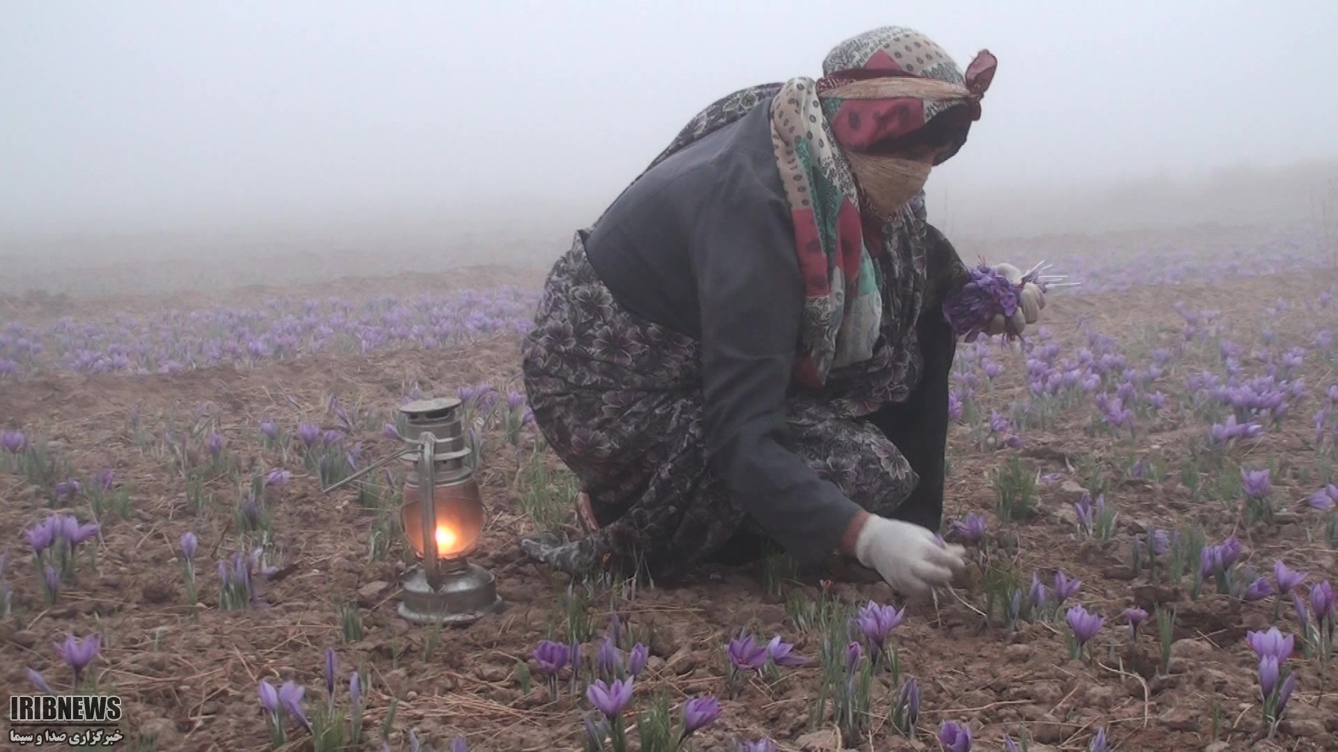 خرید تضمینی زعفران، راه نجات عرضه زعفران ایرانی به نام کشور‌های دیگر