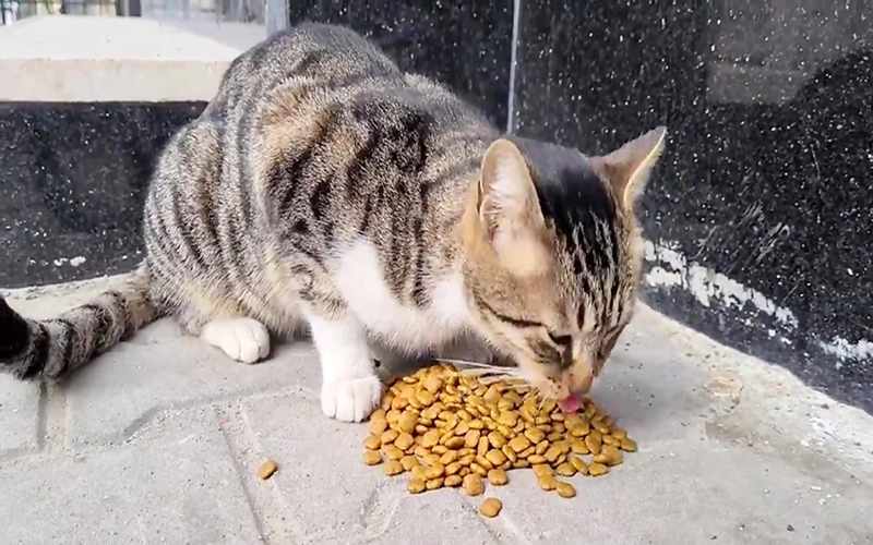 تأیید پنجمین مورد بیماری هاری در یک گربه خیابانی در بیرجند