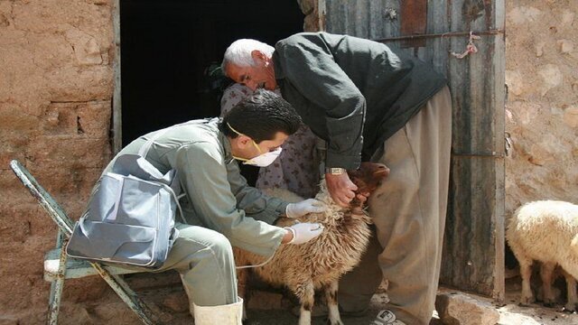 واکسیناسیون ۳۵۰ هزار رأس گوسفند و بز در قوچان علیه بیماری طاعون