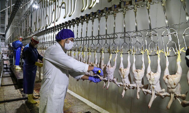 صادرات مرغ استان به عراق
