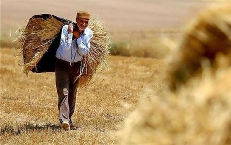 پرداخت ۲۱ درصد از مطالبات گندمکاران استان همدان