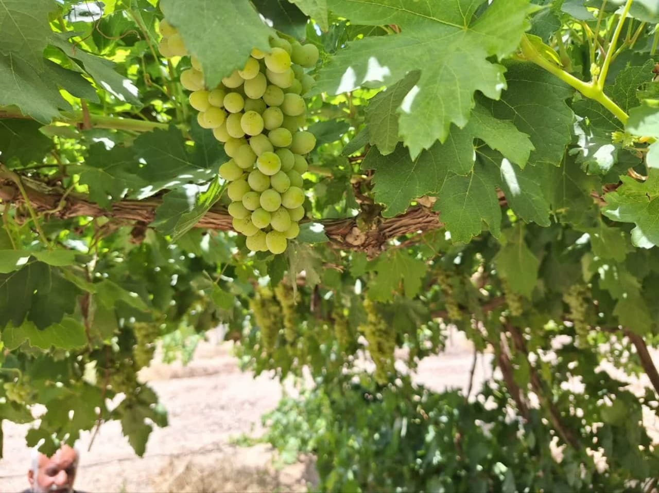 پیش بینی برداشت ۱۸هزار تن انگور از باغات مروست