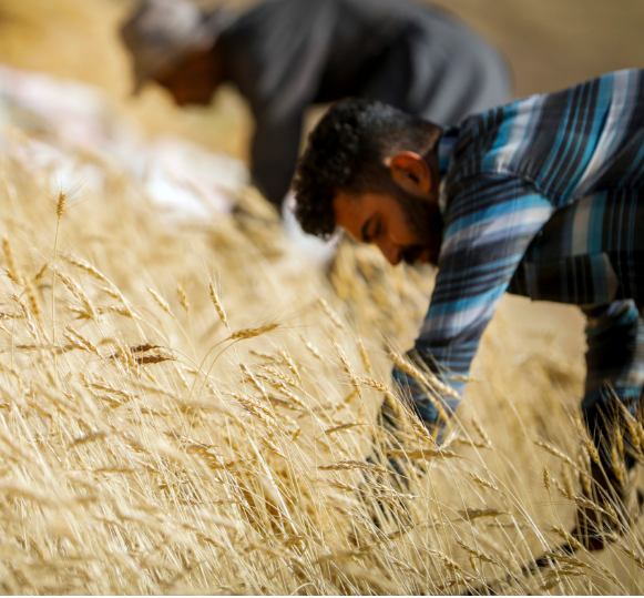 رشد ۱۶ درصدی خرید گندم از کشاورزان کردستانی