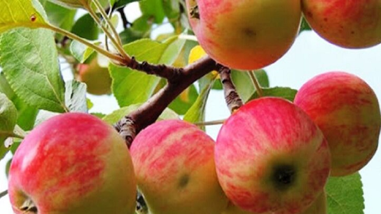 روانه شدن سیب تابستانه مراغه به بازار استان‌های کشور