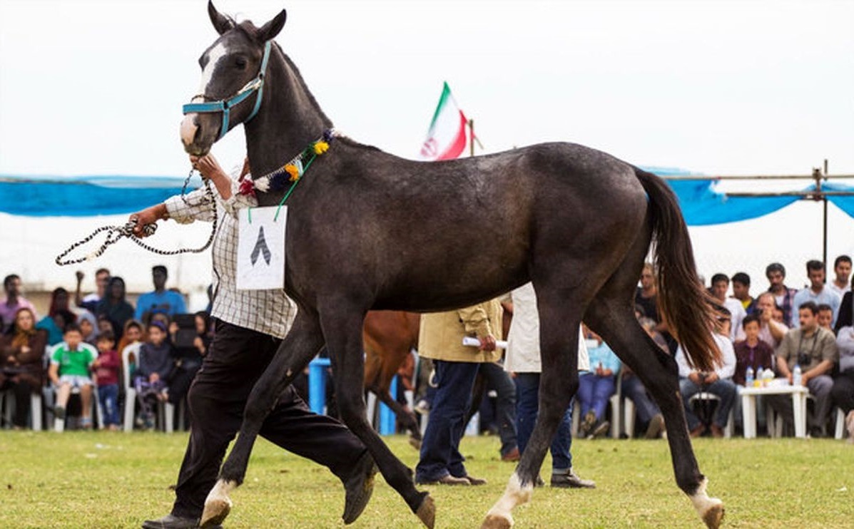 هجدهمین جشنواره ملی زیبایی اسب اصیل ترکمن برگزار می شود