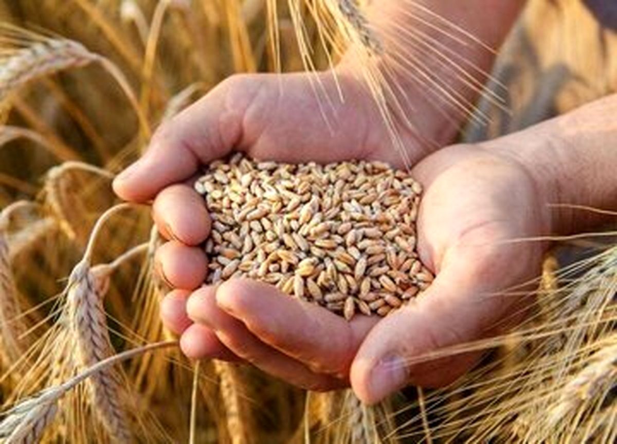 خرید ۱۵ هزار تن گندم از کشاورزان نکایی