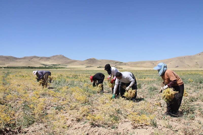 آغاز برداشت مکانیزه نخود از سطح مزارع سقز