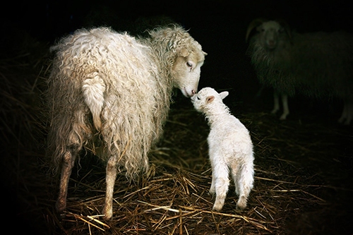 نجات ۷۷ راس گوسفند از دام قاچاق