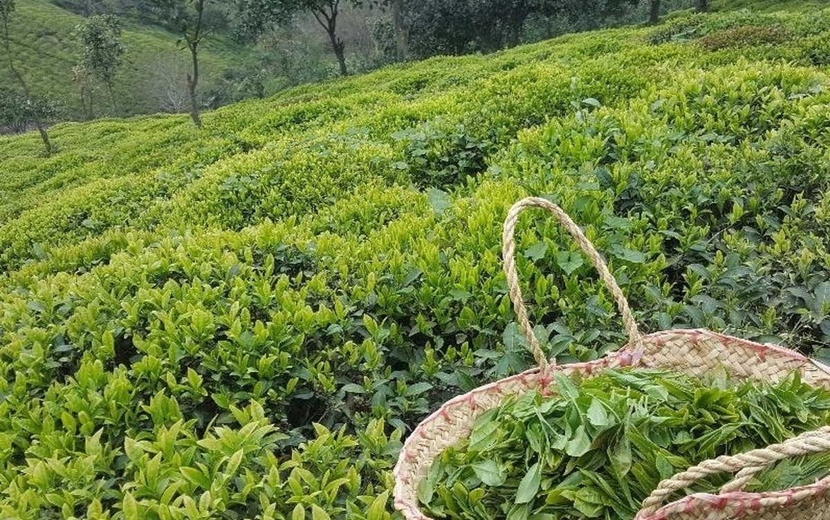 واردات چای منوط به خرید چای داخلی