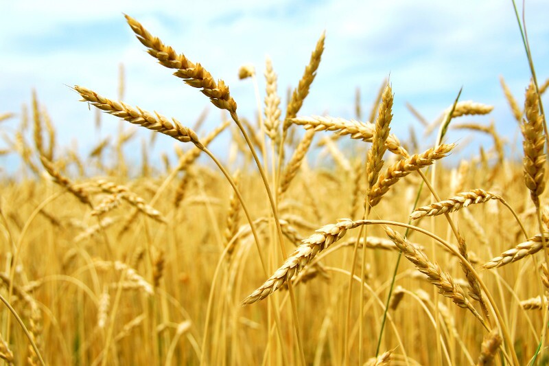 خریداری هزار و ۳۰۰ تن گندم از کشاورزان شهرضایی