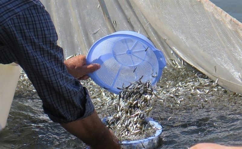 تالاب بین المللی شادگان میزبان ۱۰۰ هزار قطعه بچه ماهی بومی