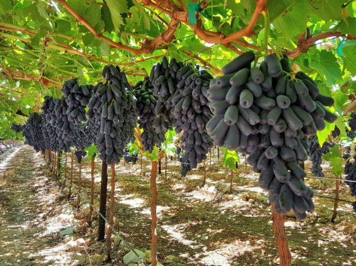 برداشت رقم جدید انگور به نام موندارپ در خلیل‌آباد
