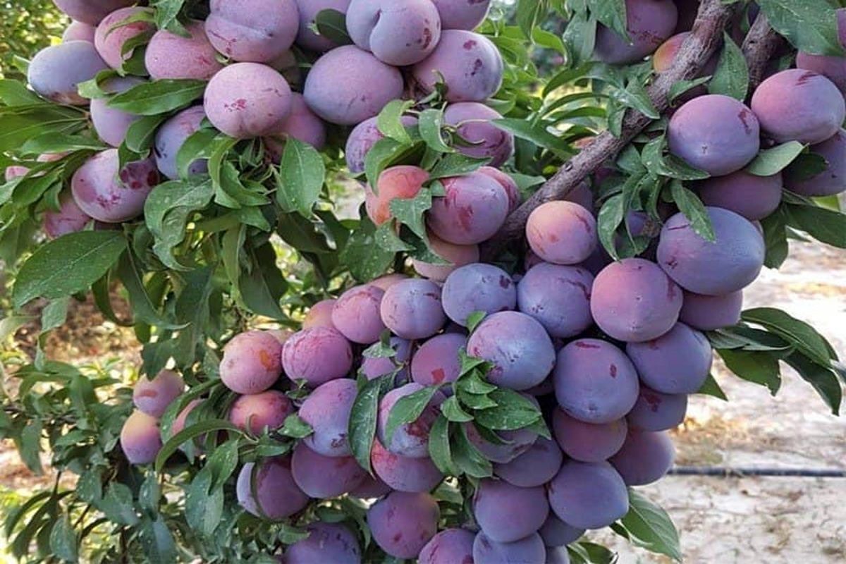 پیش‌بینی برداشت بیش از ۱۶ هزار تن انواع میوه‌های هسته دار از باغهای میاندوآب