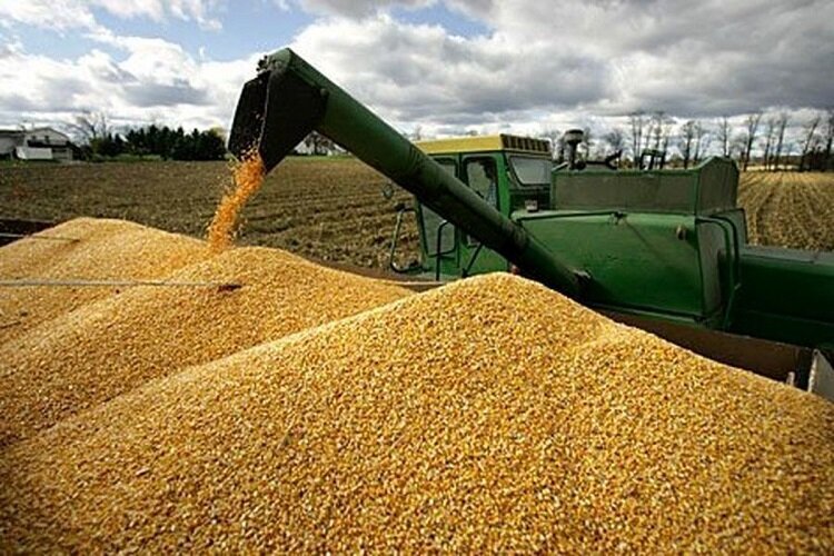 خرید بیش از ۷۰ هزارتُن گندم مازاد بر نیاز از کشاورزان شهرستان میاندوآب