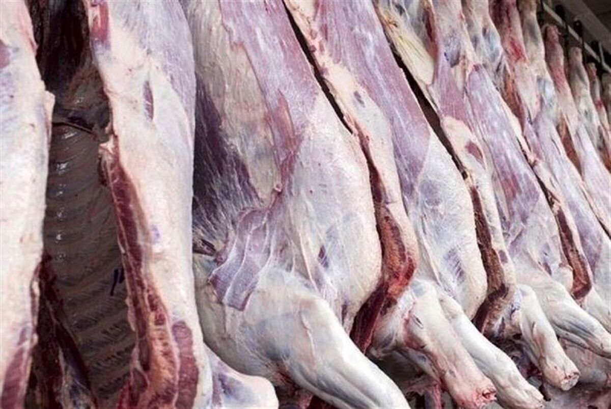 تولید شش درصد از گوشت قرمز کشور در آذربایجان غربی
