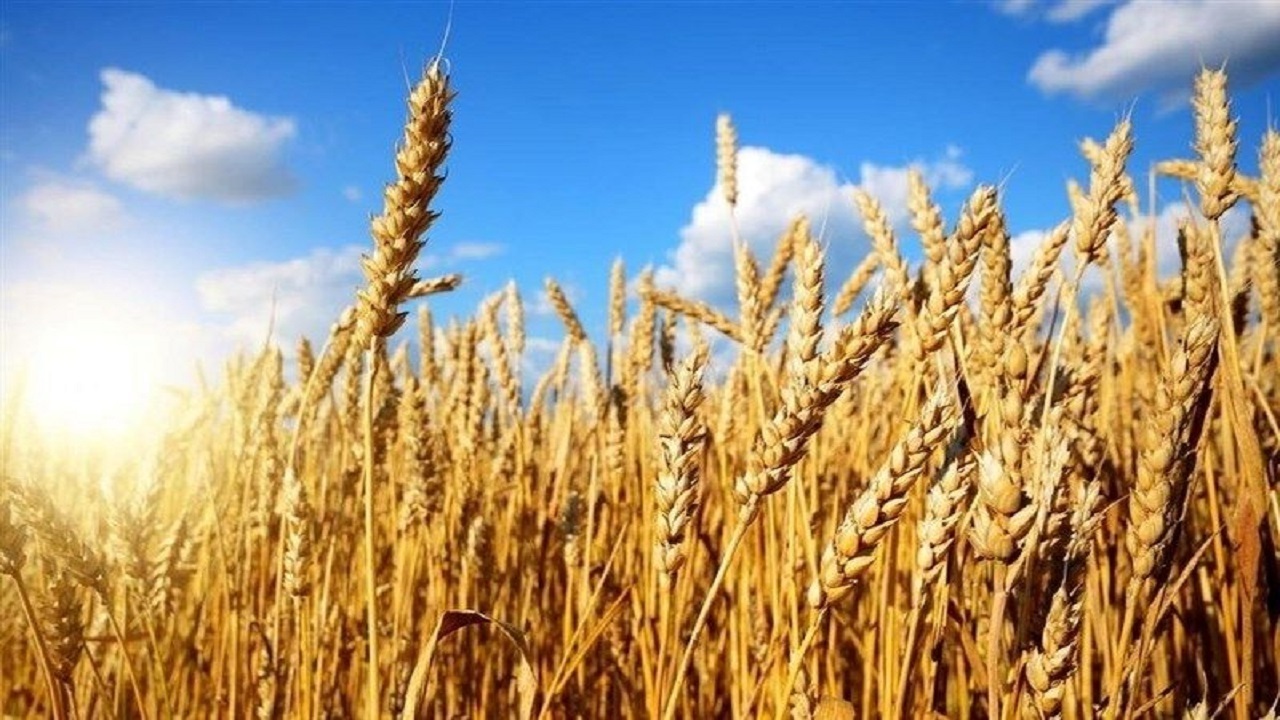 خرید ۱۸۰۰ تن گندم مازاد بر نیاز کشاورزان در جلفا