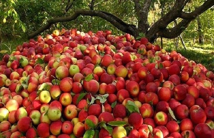 پیش بینی برداشت ۴ هزار و ۵۰۰ تن سیب در آوج