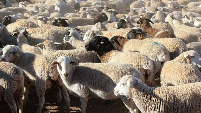 پیدا شدن ۲۰۰ راس گوسفند مفقود شده در اسفراین