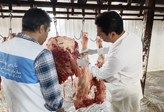 امحا یک لاشه گاو دچار زردی پاتولوژیک در شهرستان طرقبه شاندیز