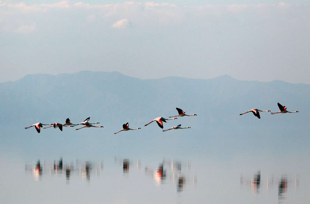 پرندگان مهاجر امسال در دریاچه ارومیه تابستان گذرانی می کنند