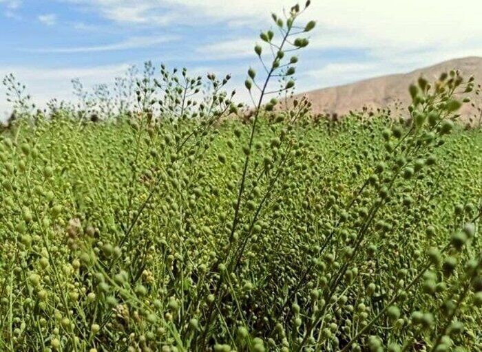 خرید ۱۴۰ تن دانه روغنی کاملینا از کشاورزان فارس