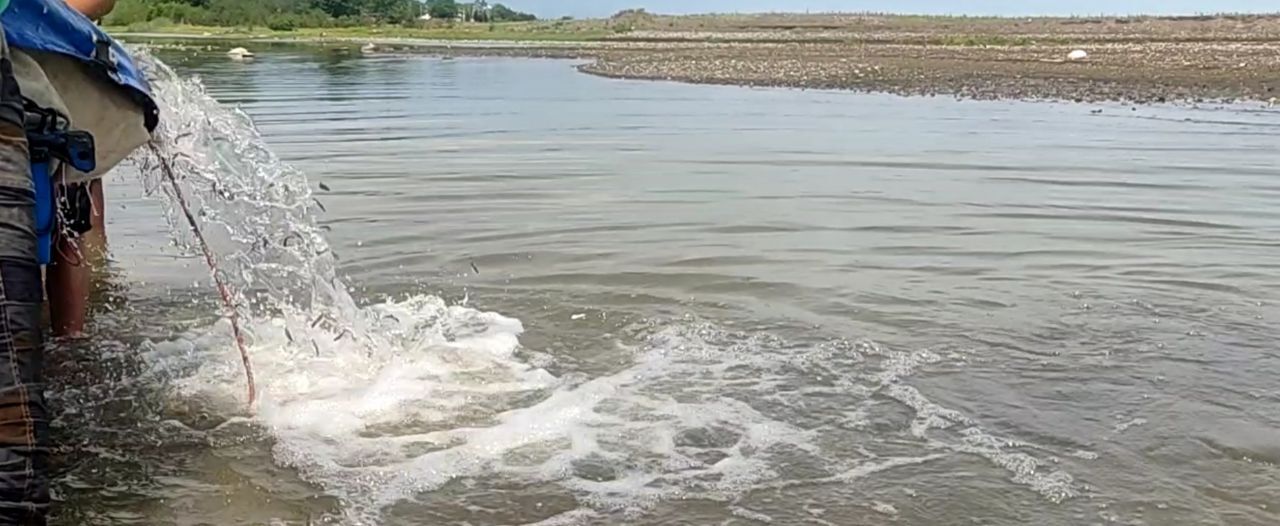 رها سازی بیش از یک میلیون قطعه بچه ماهی در رودخانه شفارود رضوانشهر