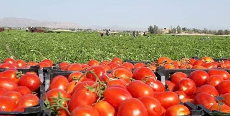 برداشت گوجه فرنگی از مزارع بیضا