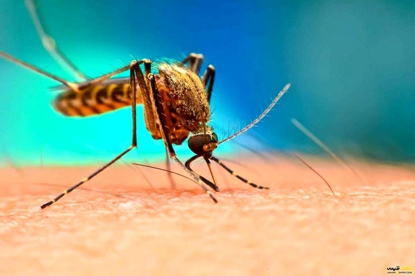 خراسان رضوی، عاری از بیماری مالاریا