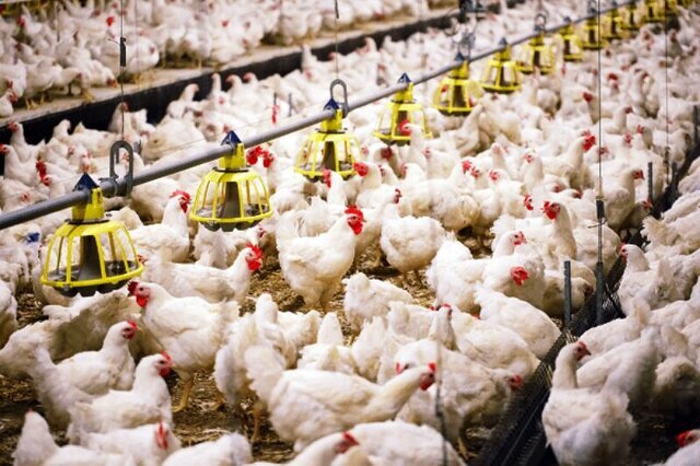افزایش ۳۳۰ هزار قطعه ای ظرفیت پرورش مرغ در فیروزه