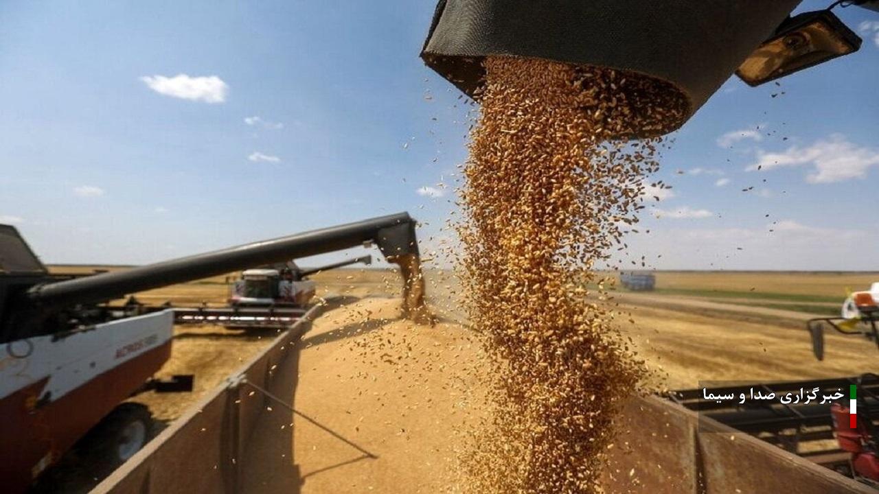 خرید تضمینی حدود ۵۰۰ هزار تن گندم مازاد بر نیاز کشاورزان در کردستان