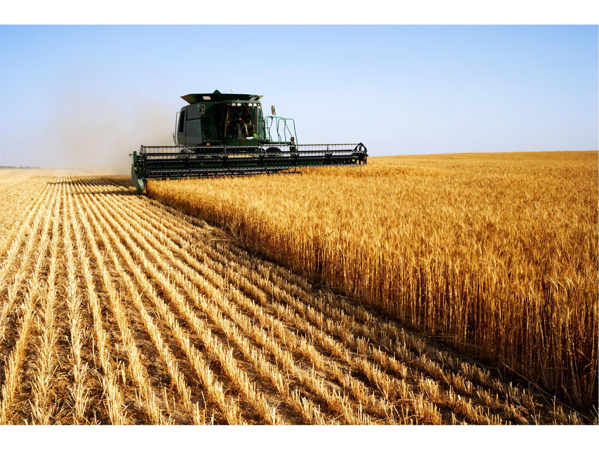 افزایش دانش بنیان تولید گندم در مازندران