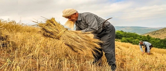 خریداری ۶۵۰ هزار تن گندم از کشاورزان استان همدان