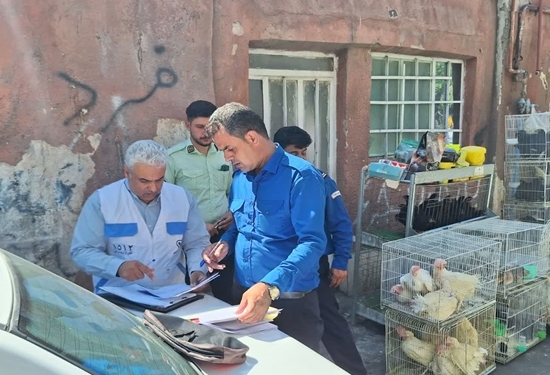 پلمپ ۵ مرکز عرضه غیر مجاز مرغ زنده در مشهد