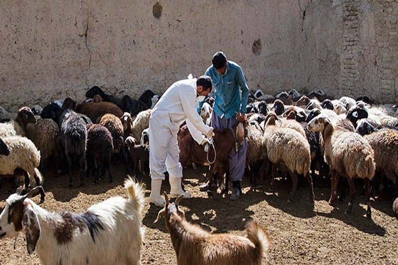 معدوم سازی گله دام در نوبران ساوه