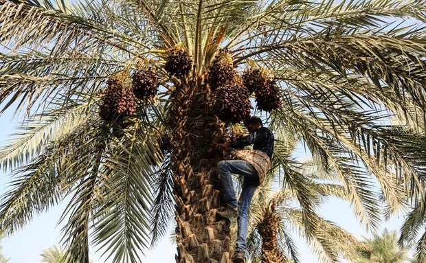 پیش‌بینی برداشت ۳۳۰ ‌هزار تن خرما در خوزستان