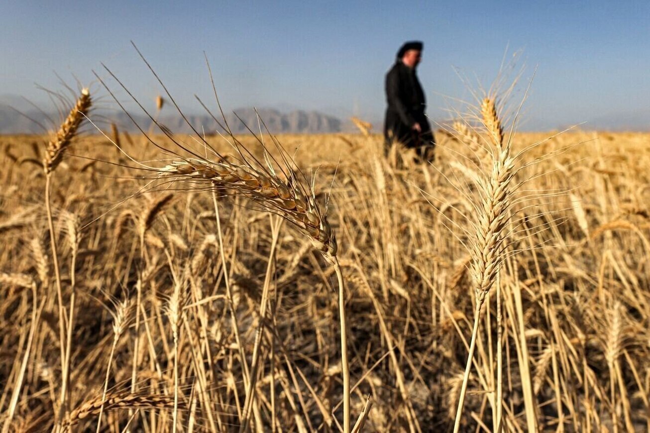 تحقق ۹۰ درصدی پیش بینی خرید گندم مازاد بر نیاز کشاورزان کردستانی