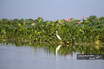 قلم دوربین/۲۵ امرداد ۱۴۰۳/رویداد‌های گوناگون و خبری