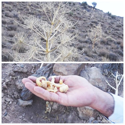 دستگیری متخلفین برداشت غیر مجاز گیاه آنغوزه در شهرستان تفت