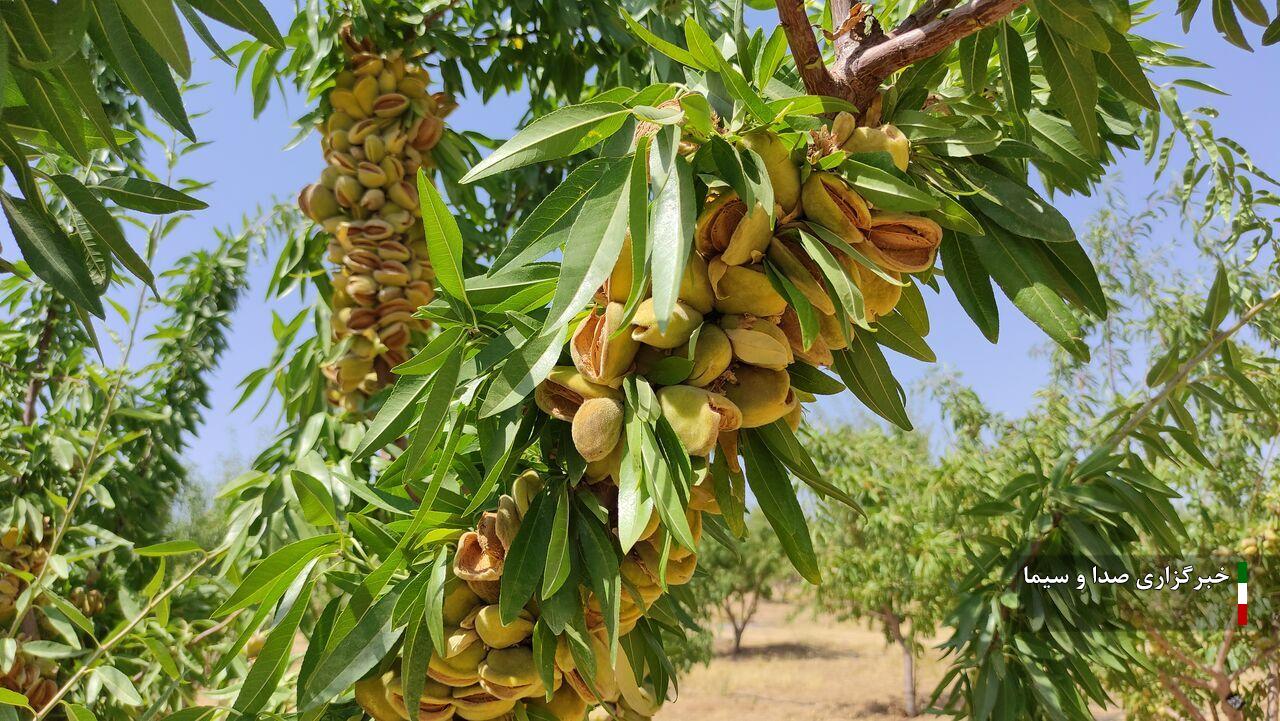 برداشت بیش از سه هزار تن بادام از باغات لرستان